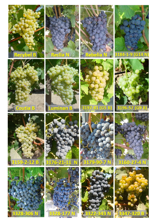 Vari&eacute;t&eacute;s r&eacute;sistantes INRAE Bouquet s&eacute;lectionn&eacute;es